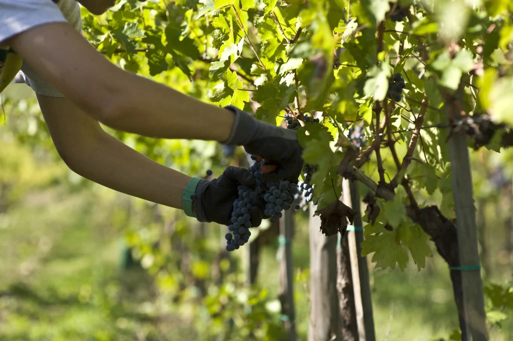 Arezzo: Degustazione di Vino in Val di Chiana 20 Tunia025