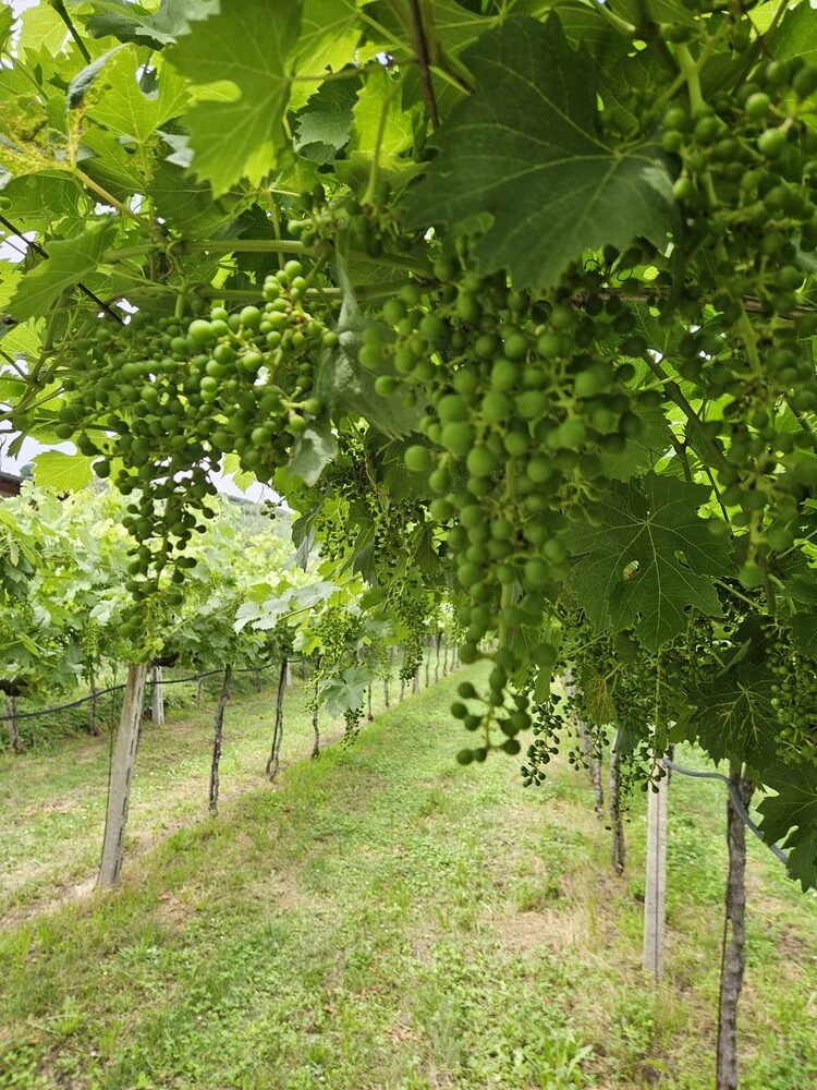 valpolicella