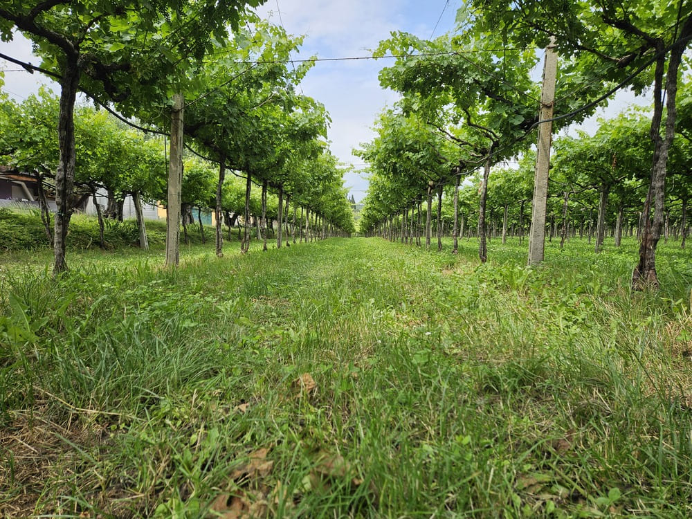 Cosa Vedere in 2 Giorni in Veneto 3 valpolicella